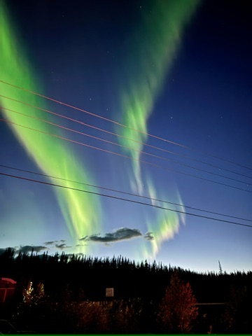 Aurora behind the trees