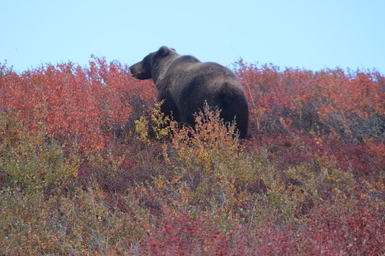 Bear sighting · Denali