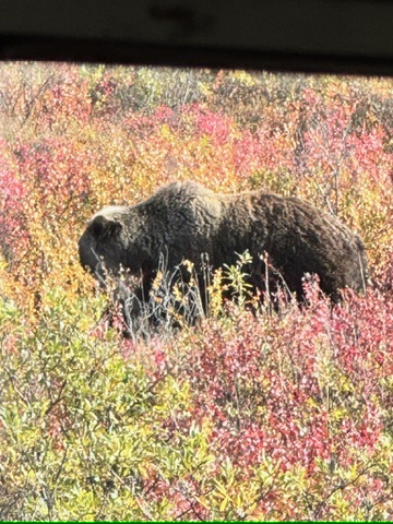 Grizzly bear · Denali