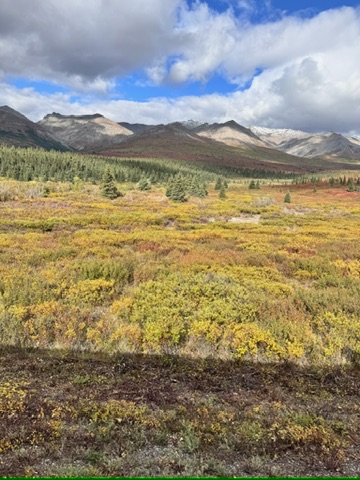 Denali tundra in autumn